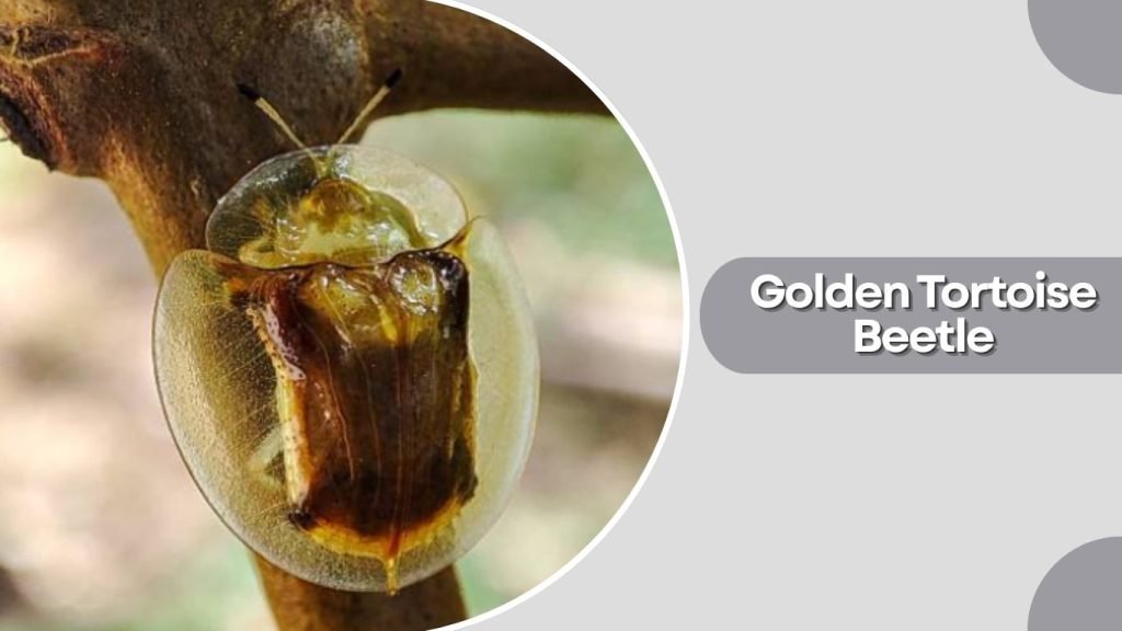 Golden Tortoise Beetle