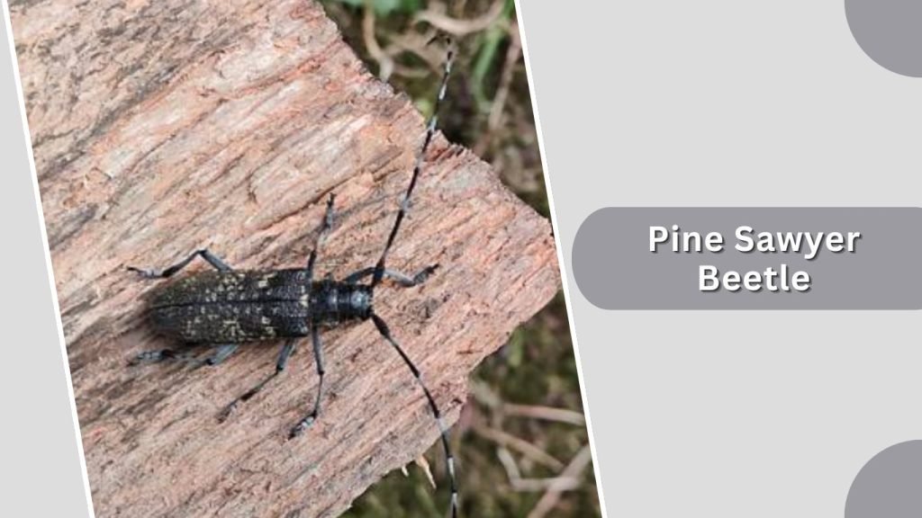 Pine Sawyer Beetle