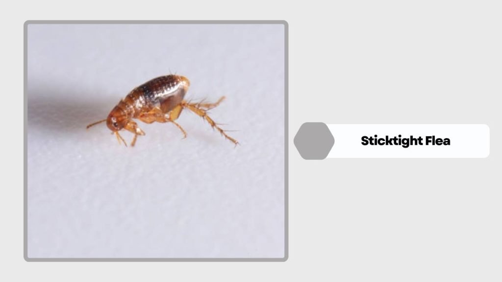 Sticktight Flea