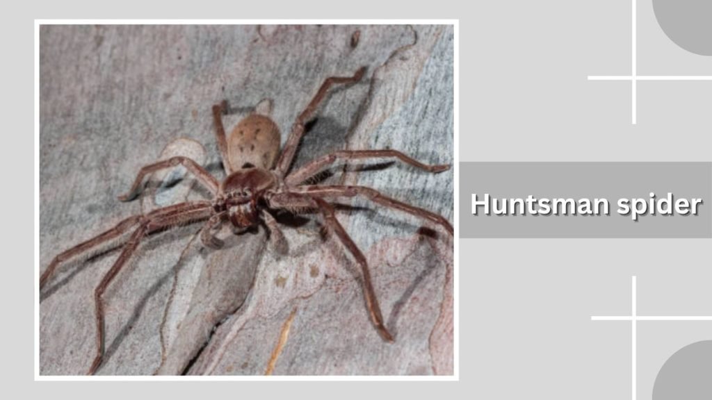  Huntsman spider