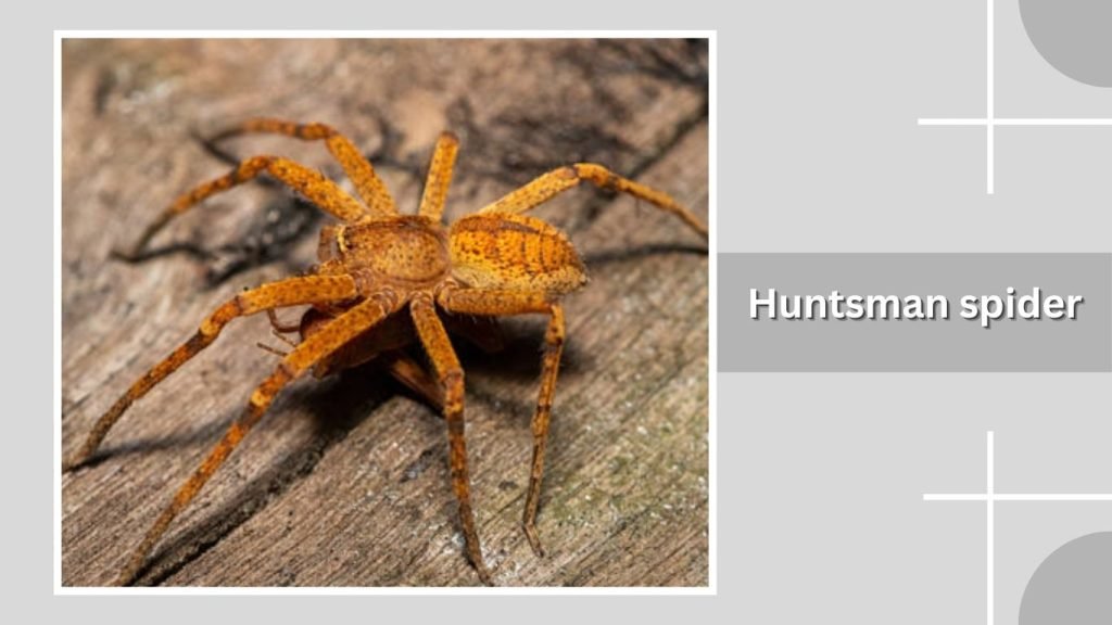  Huntsman spider