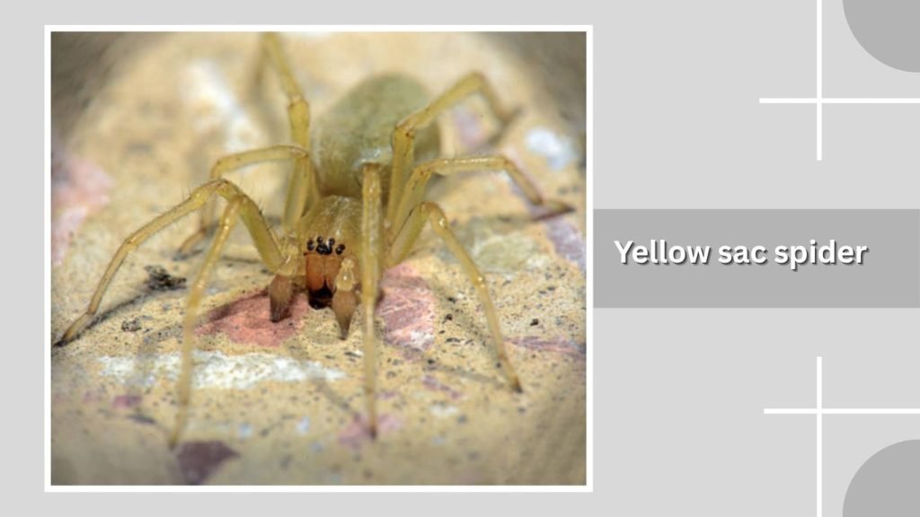 Yellow sac spider