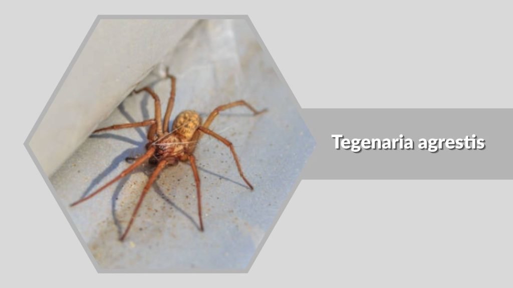 Tegenaria agrestis