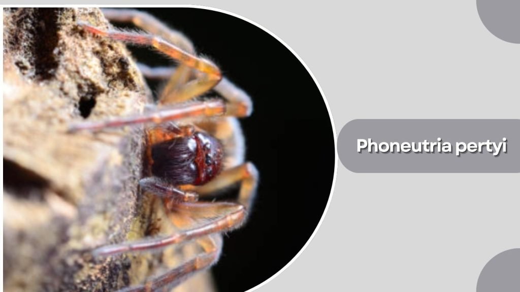 Phoneutria pertyi
