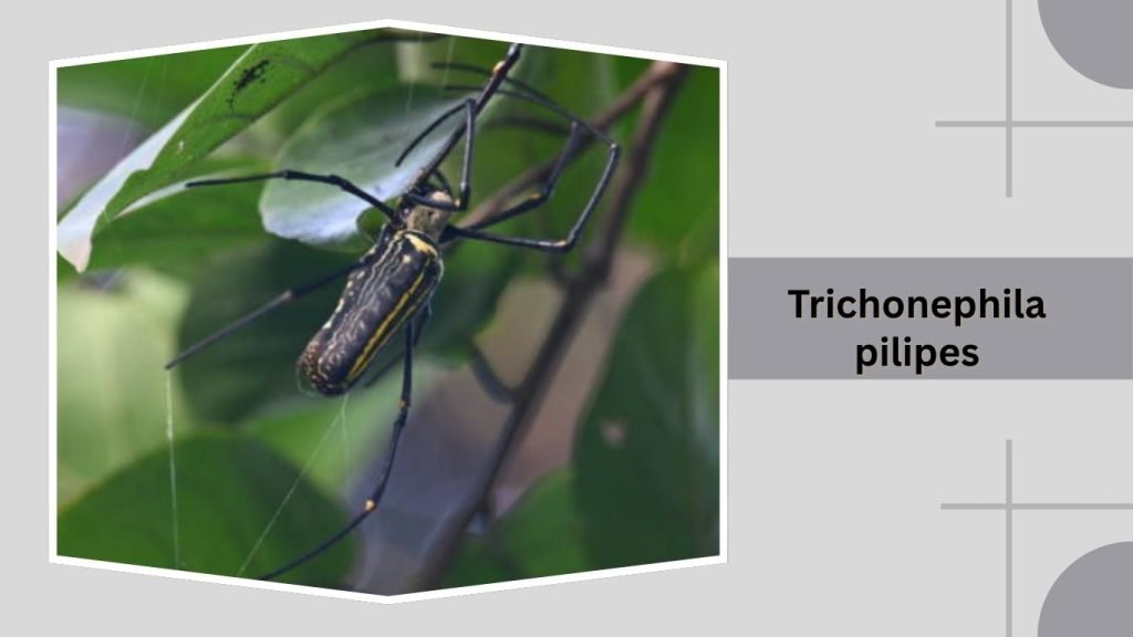 Trichonephila pilipes