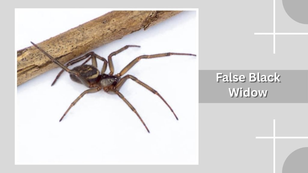 False Black Widow