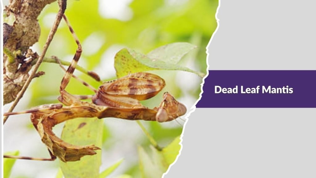 Dead Leaf Mantis
