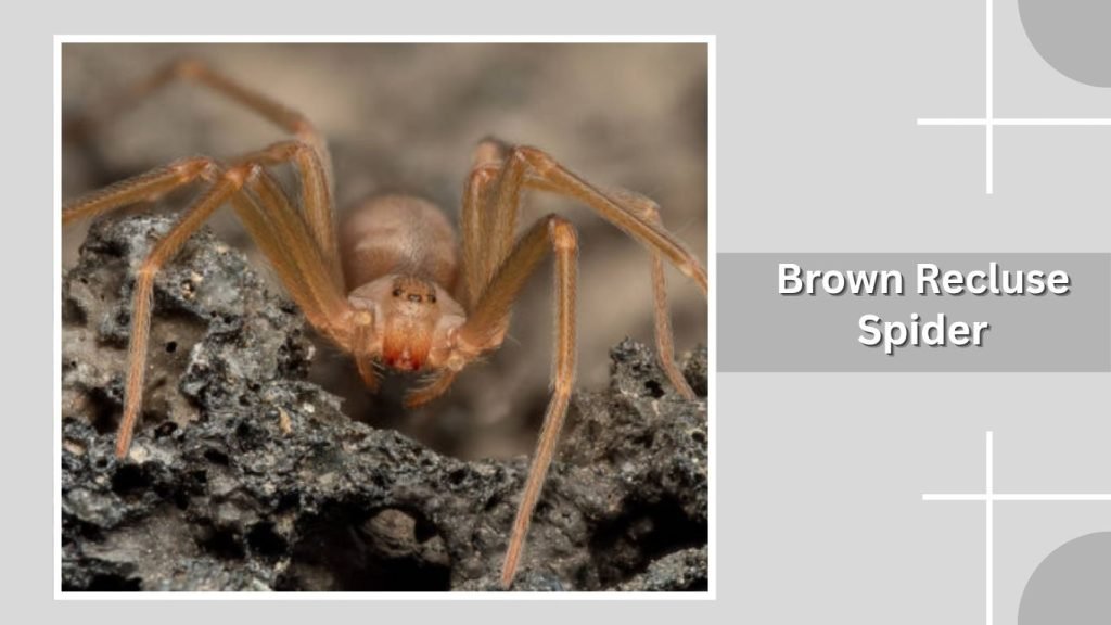  Brown Recluse Spider