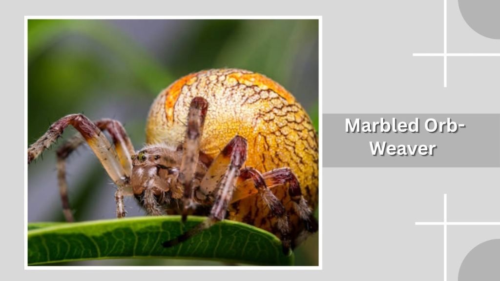 Marbled Orb-Weaver