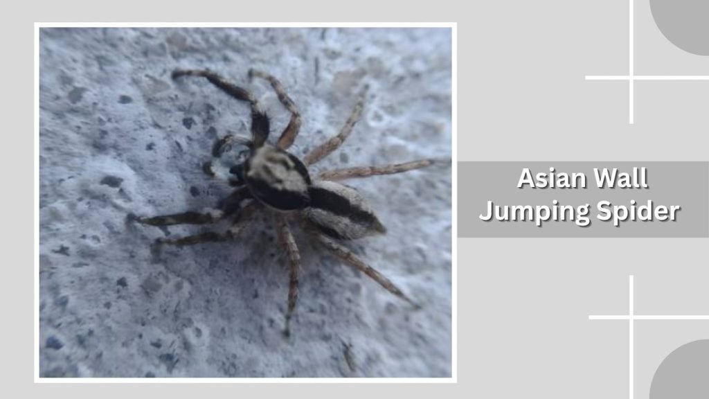 Asian Wall Jumping Spider