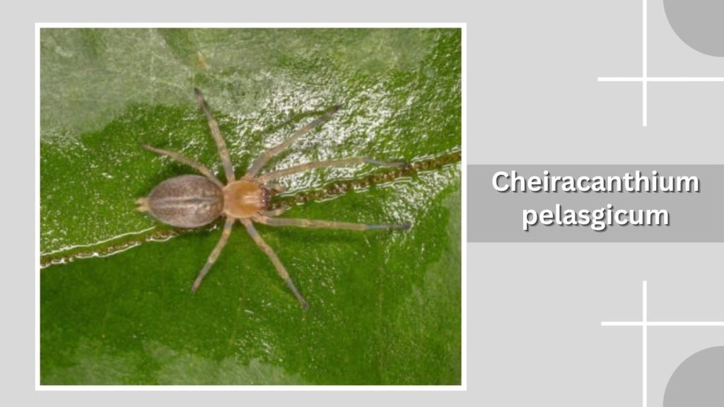  Cheiracanthium pelasgicum