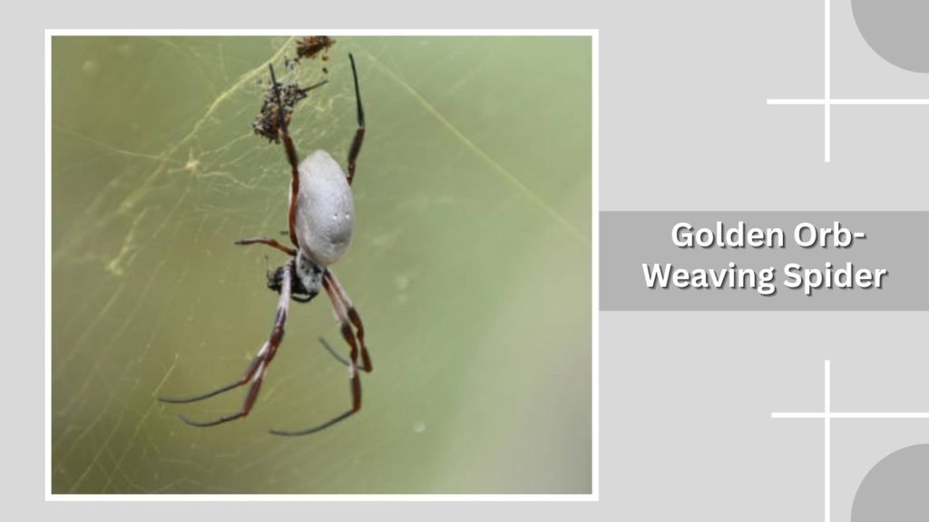 Golden Orb-Weaving Spider