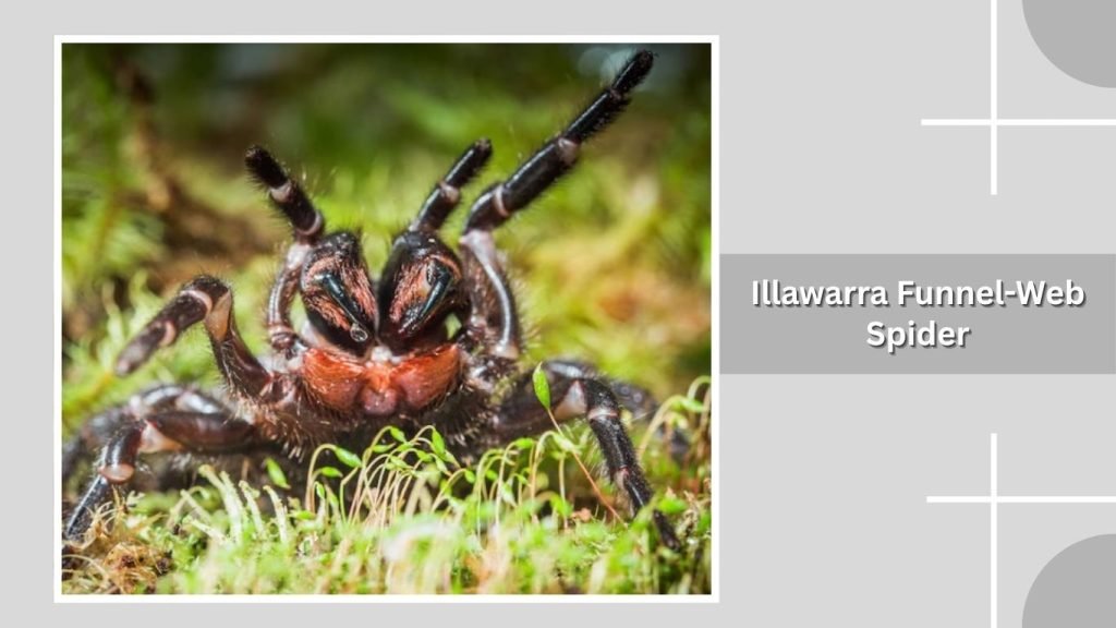  Illawarra Funnel-Web Spider