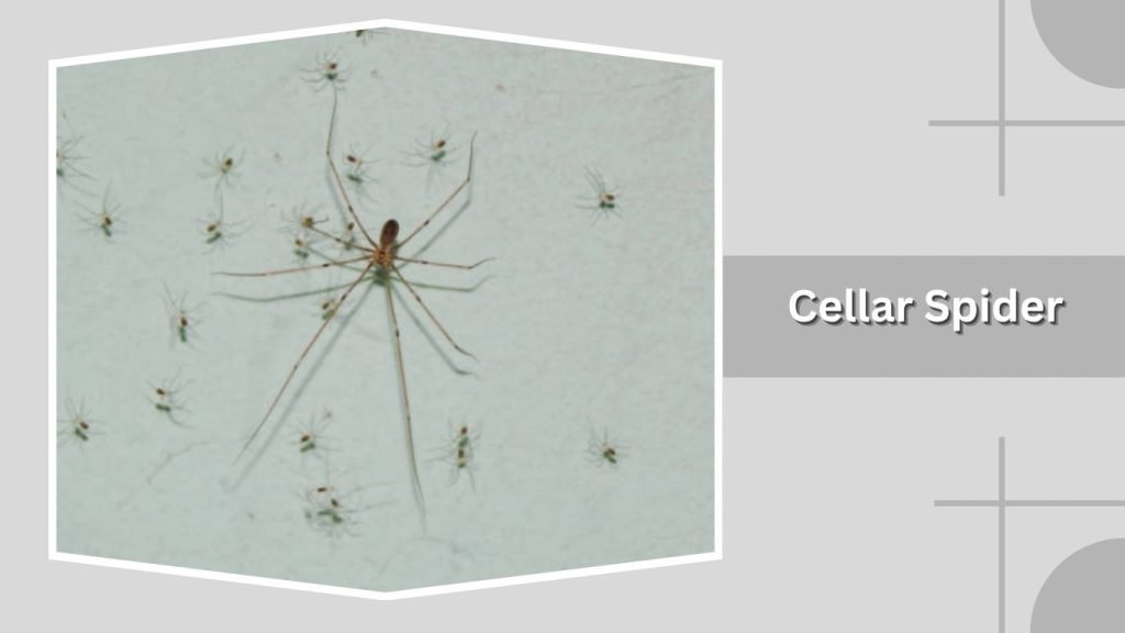  Cellar Spider (Daddy Longlegs