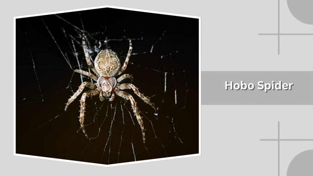 Hobo Spider