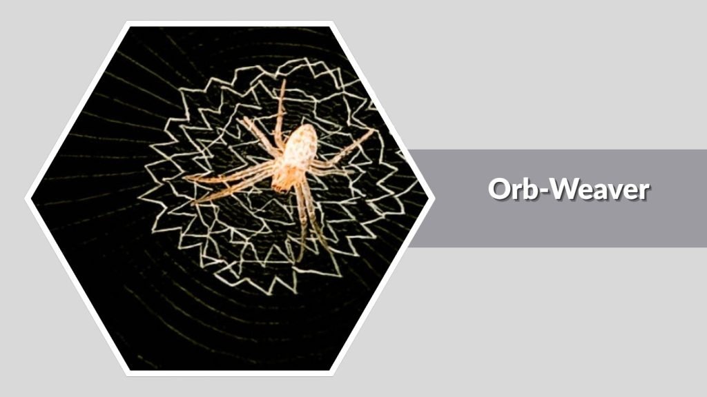 Orb-Weaver