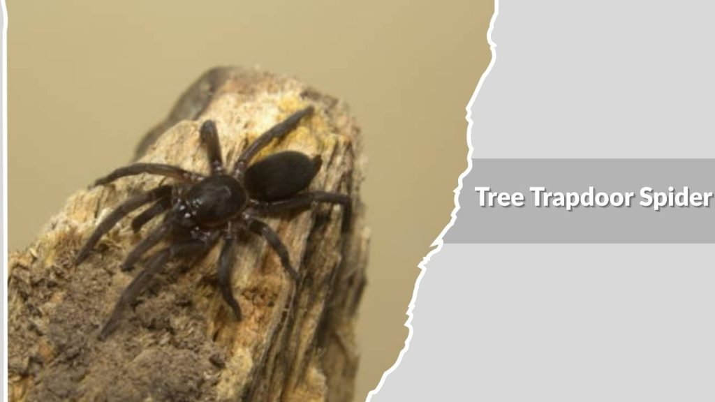 Tree Trapdoor Spider