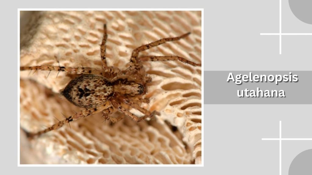 Agelenopsis utahana