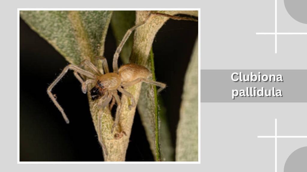 Clubiona pallidula