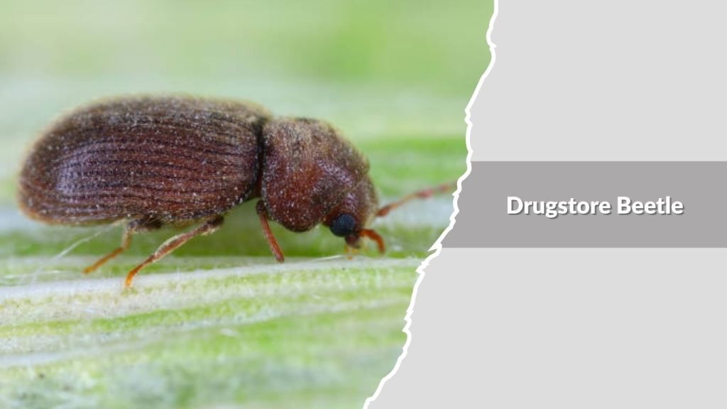 Drugstore Beetle