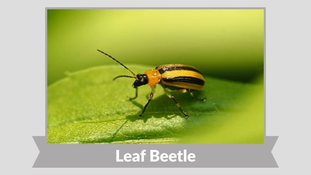 Leaf Beetle