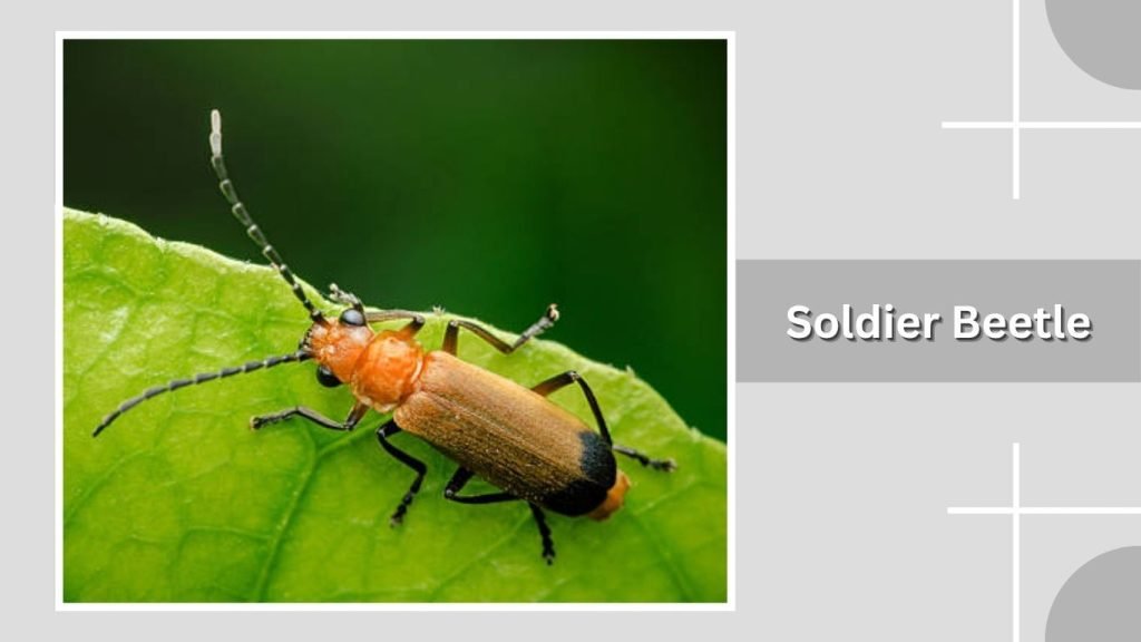 Soldier Beetle