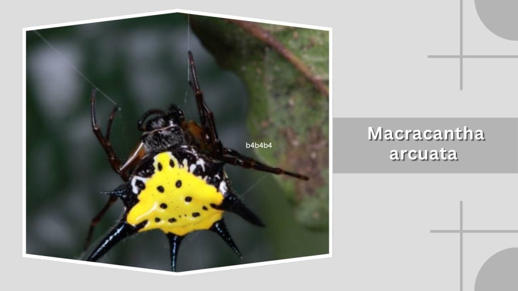 Macracantha arcuata