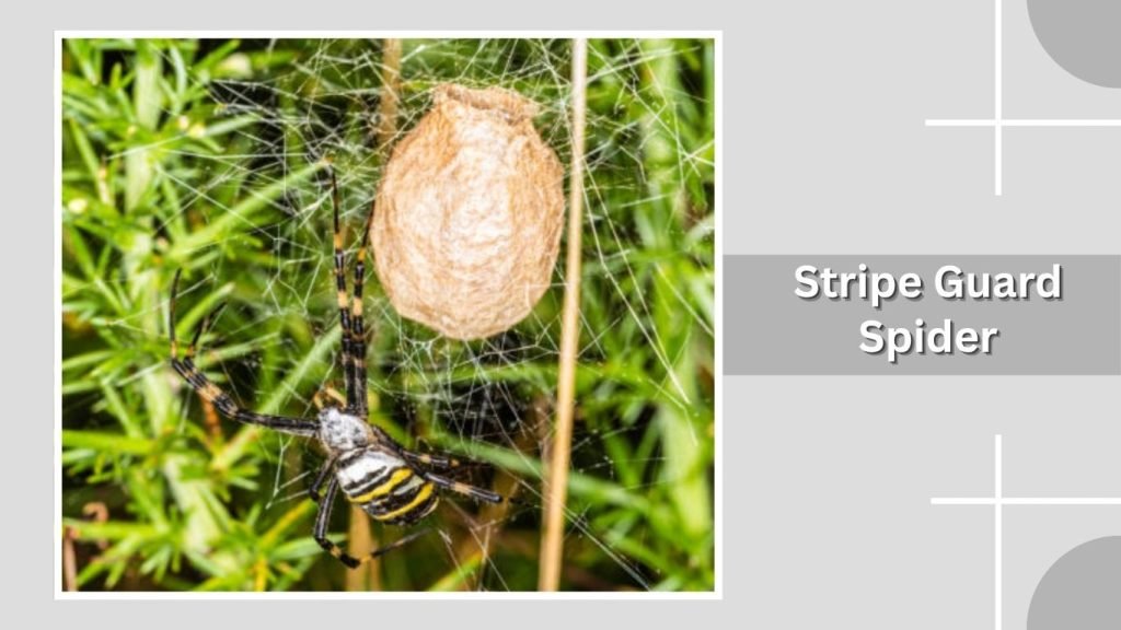 Stripe Guard Spider