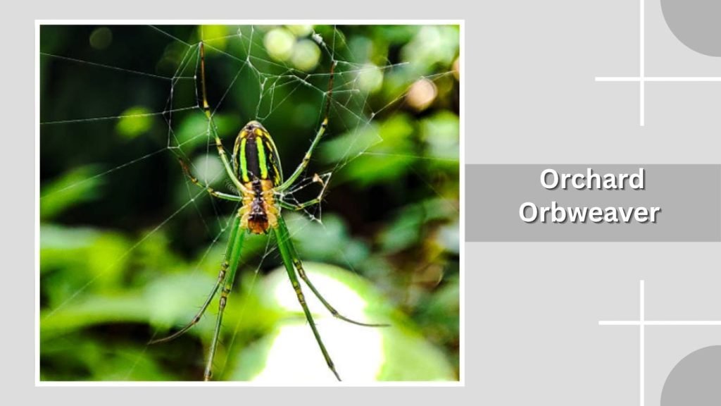  Orchard Orbweaver
