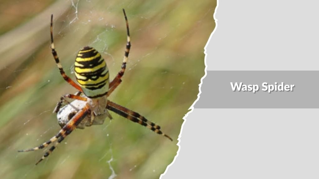 Wasp Spider