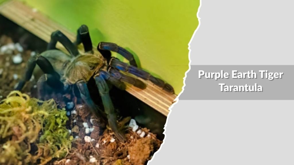  Purple Earth Tiger Tarantula