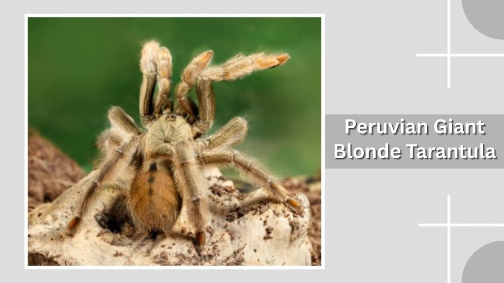 Peruvian Giant Blonde Tarantula