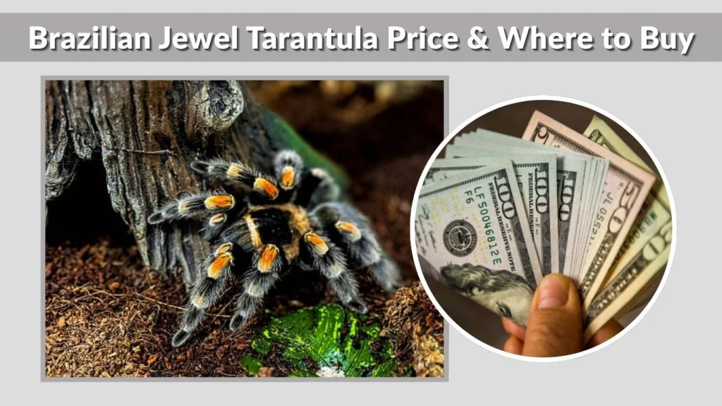 Brazilian Jewel Tarantula Price & Where to Buy