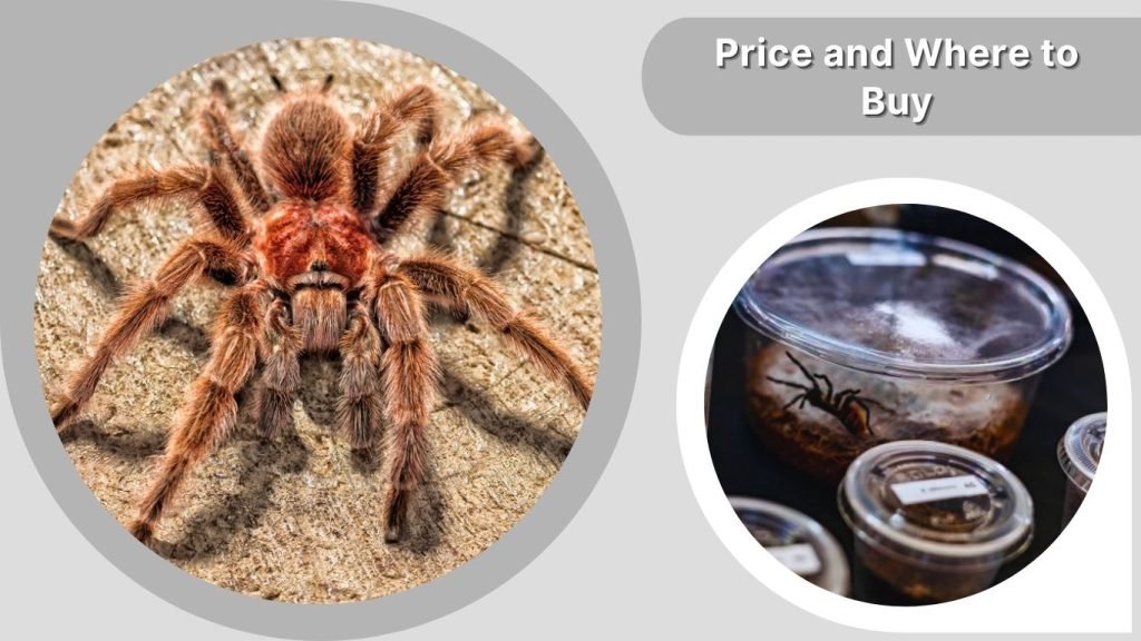 Price and Where to Buy
