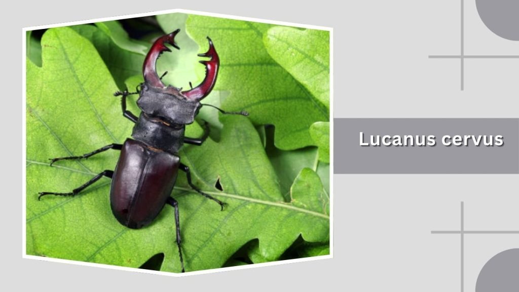 Lucanus cervus