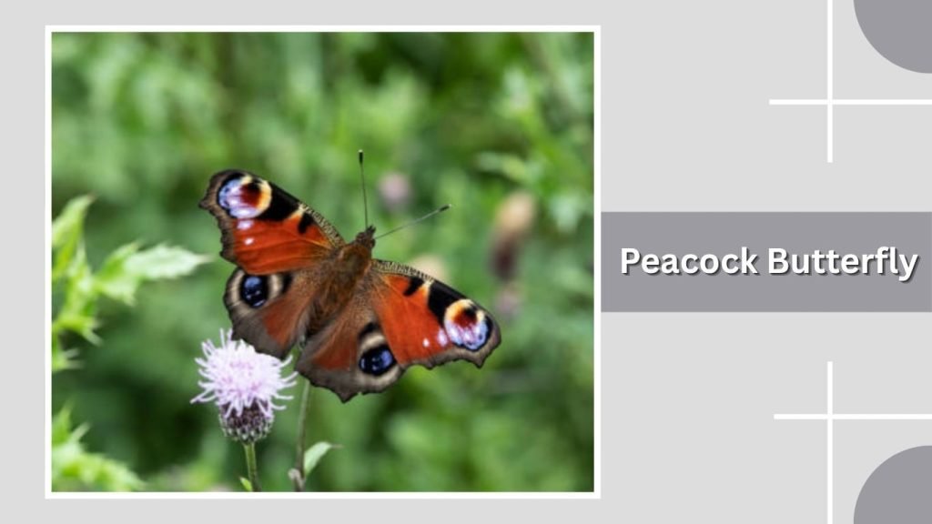  Peacock Butterfly