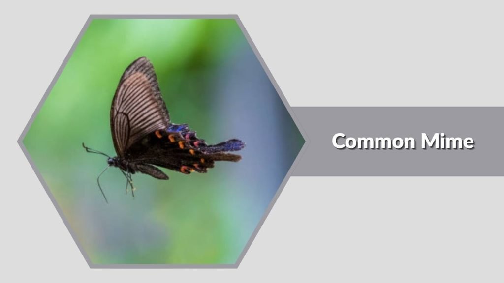 Common Mime