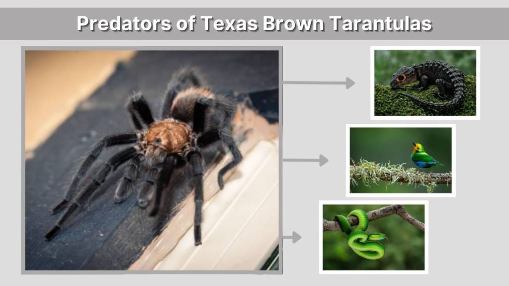Predators of Texas Brown Tarantulas