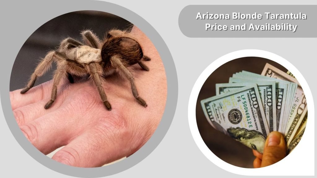 Arizona Blonde Tarantula Price and Availability