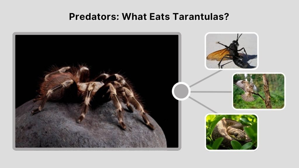 Predators: What Eats Tarantulas?