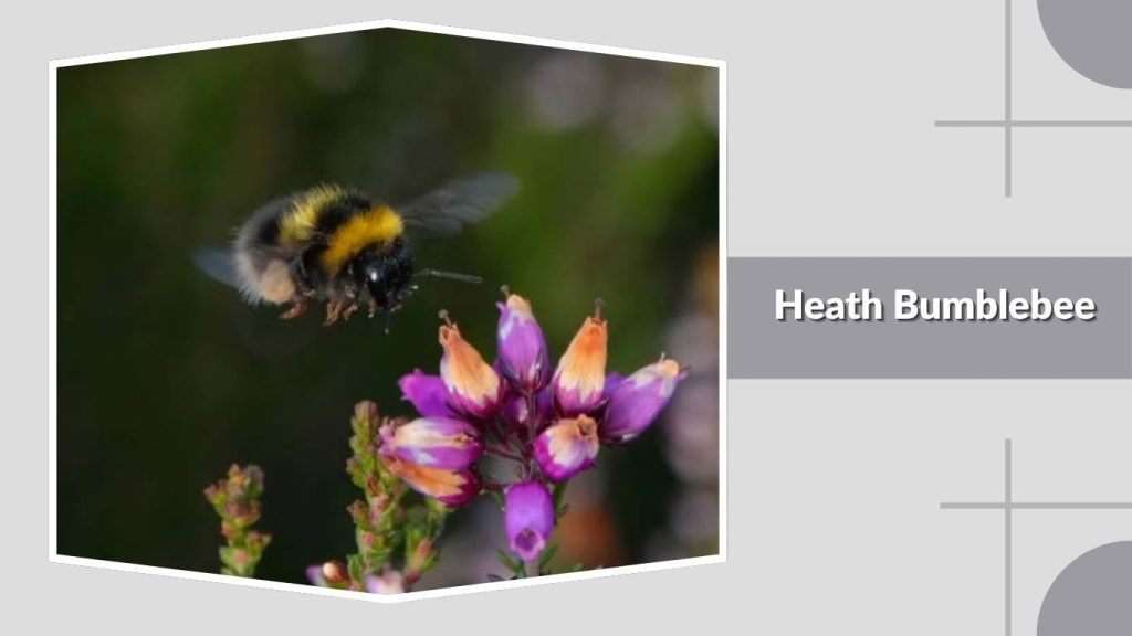  Heath Bumblebee