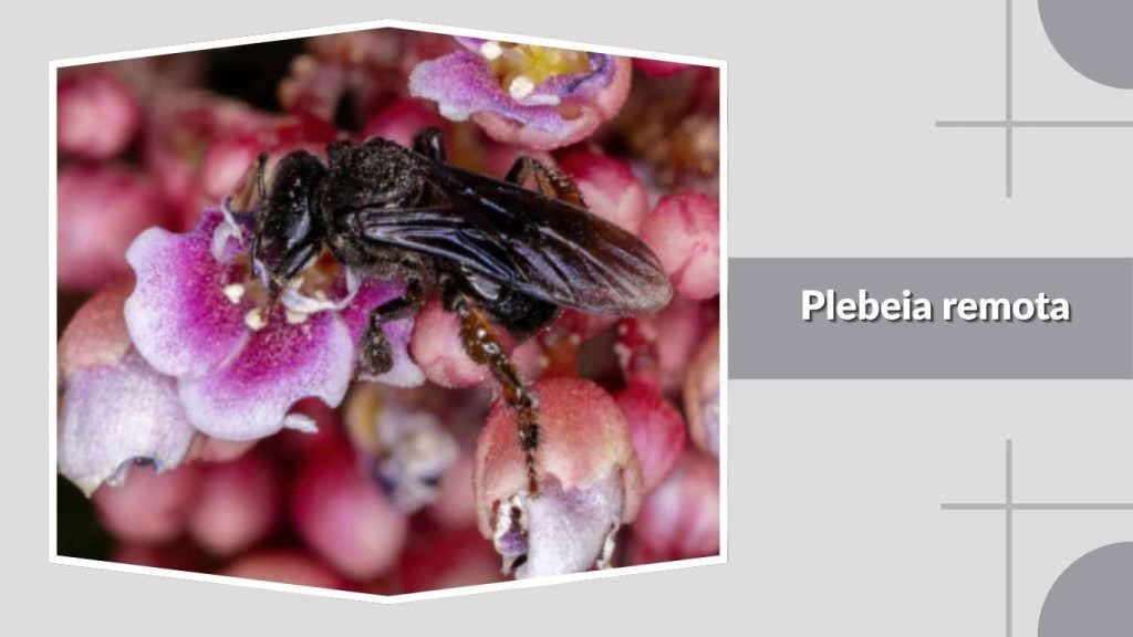 Plebeia remota