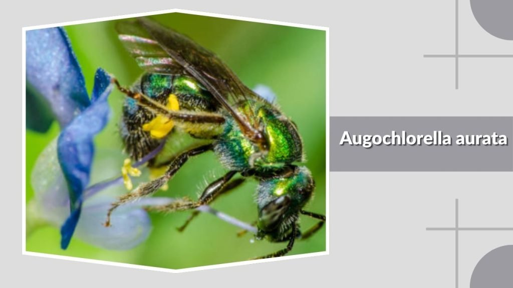  Augochlorella aurata