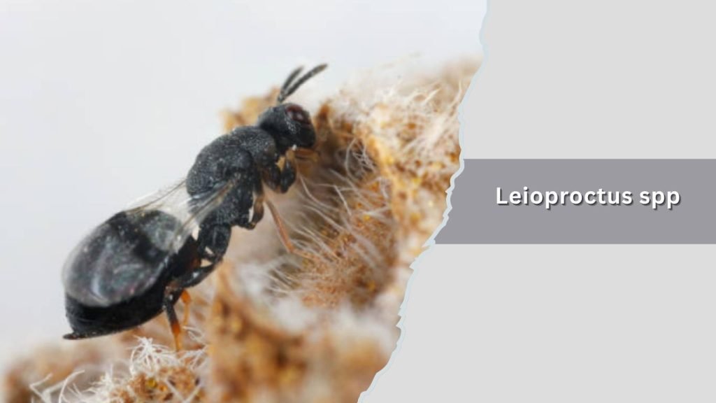 Leioproctus spp