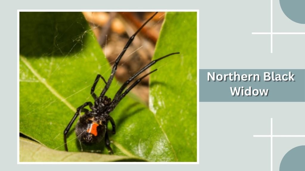 Northern Black Widow