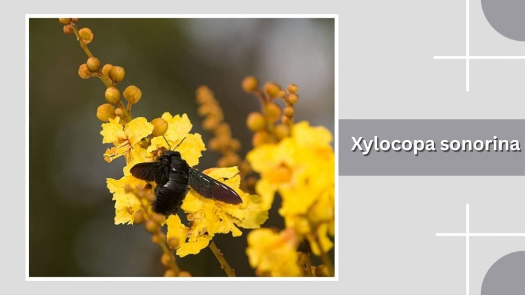  Xylocopa sonorina
