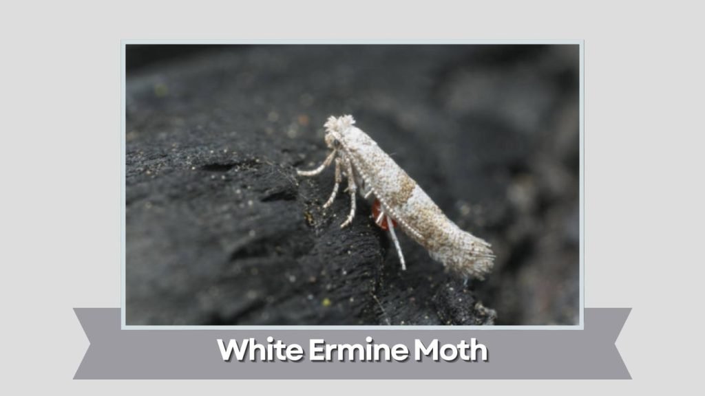 White Ermine Moth