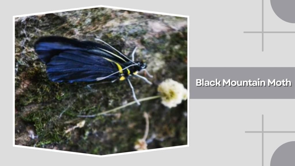 Black Mountain Moth