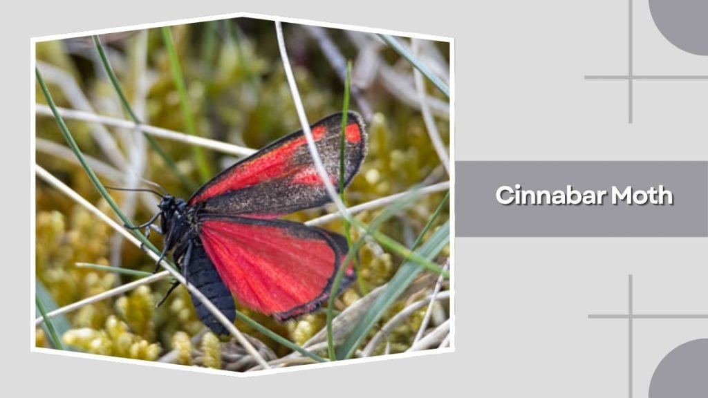Cinnabar Moth