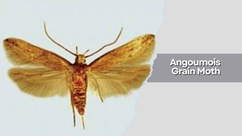 Angoumois Grain Moth